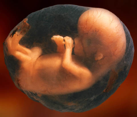 8-week-unborn-baby